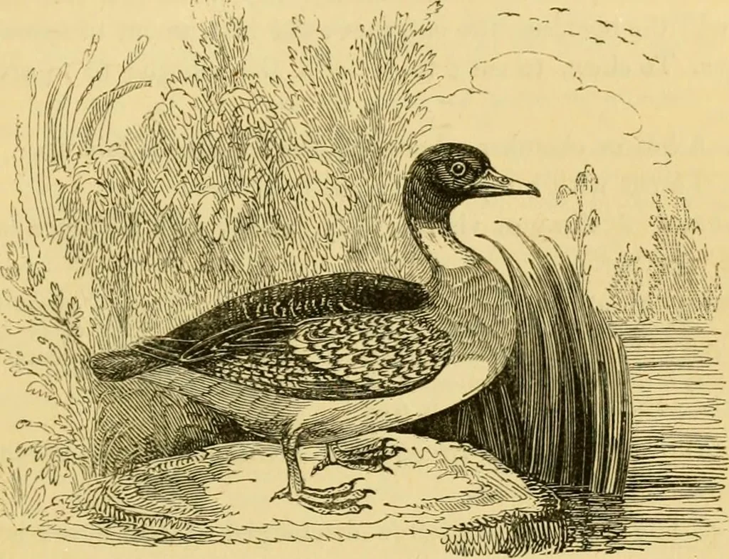 An illustration from The field book : or, Sports and pastimes of the United kingdom ; compiled from the best authorities, ancient and modern, 1833, leaf 361