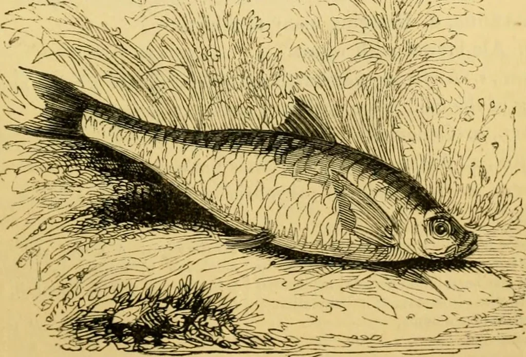 An illustration from The field book : or, Sports and pastimes of the United kingdom ; compiled from the best authorities, ancient and modern, 1833, leaf 363