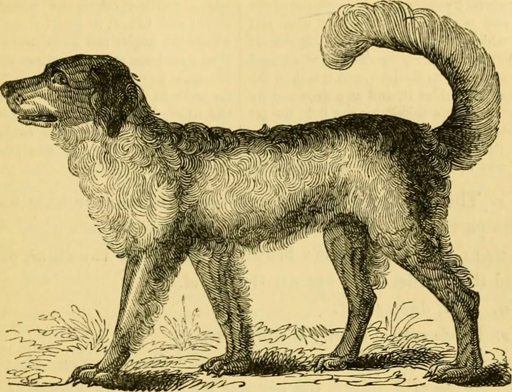 An illustration from The field book : or, Sports and pastimes of the United kingdom ; compiled from the best authorities, ancient and modern, 1833, leaf 367
