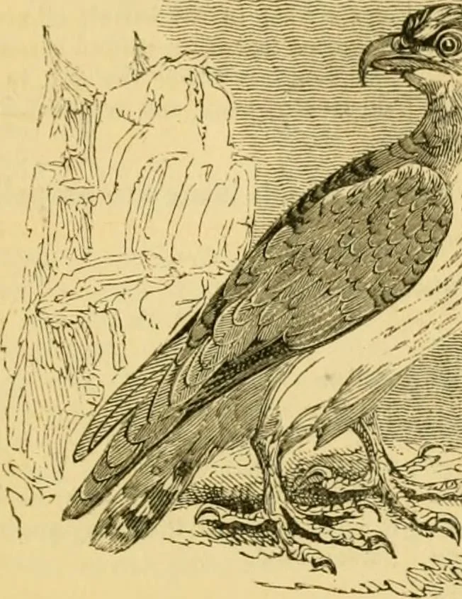 An illustration from The field book : or, Sports and pastimes of the United kingdom ; compiled from the best authorities, ancient and modern, 1833, leaf 375