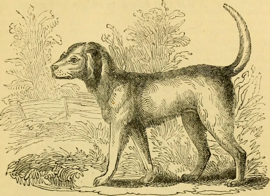 An illustration from The field book : or, Sports and pastimes of the United kingdom ; compiled from the best authorities, ancient and modern, 1833, leaf 383
