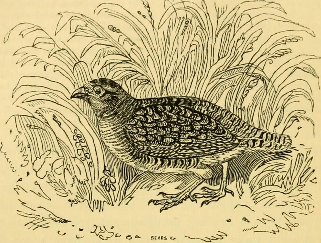 An illustration from The field book : or, Sports and pastimes of the United kingdom ; compiled from the best authorities, ancient and modern, 1833, leaf 388
