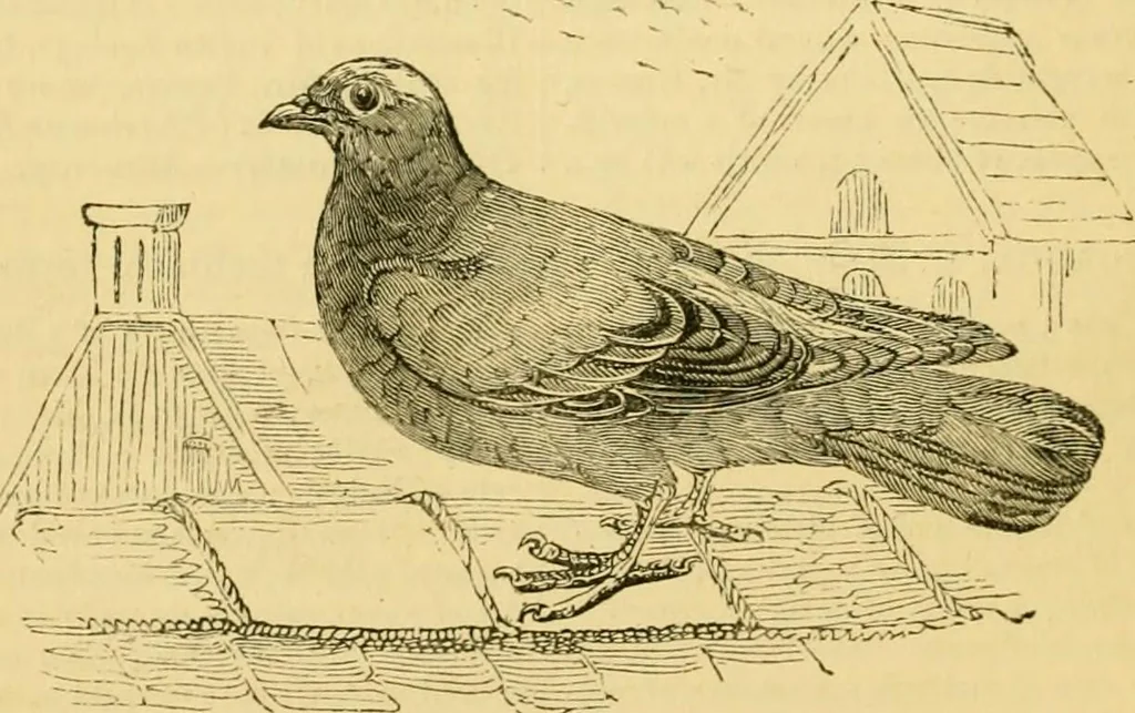 An illustration from The field book : or, Sports and pastimes of the United kingdom ; compiled from the best authorities, ancient and modern, 1833, leaf 398