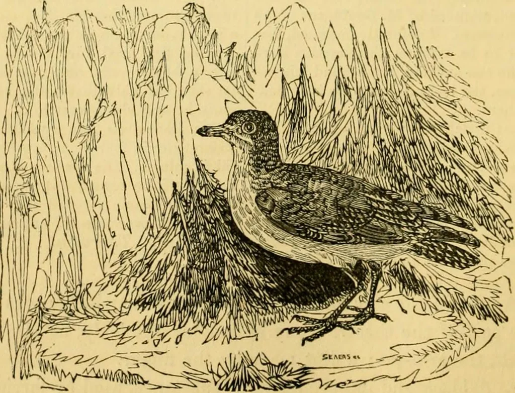 An illustration from The field book : or, Sports and pastimes of the United kingdom ; compiled from the best authorities, ancient and modern, 1833, leaf 408