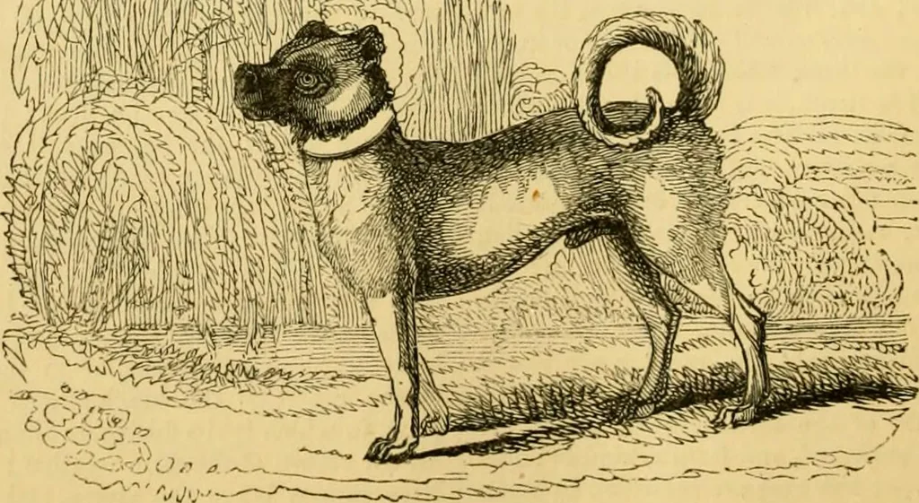 An illustration from The field book : or, Sports and pastimes of the United kingdom ; compiled from the best authorities, ancient and modern, 1833, leaf 424