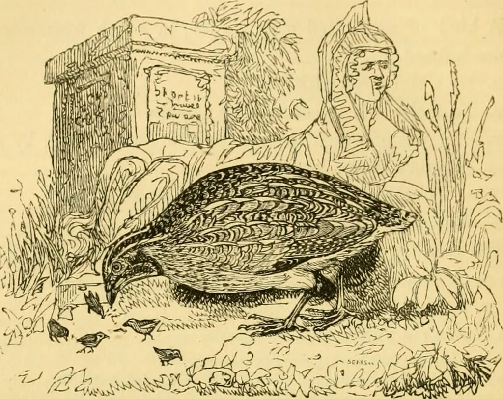 An illustration from The field book : or, Sports and pastimes of the United kingdom ; compiled from the best authorities, ancient and modern, 1833, leaf 428