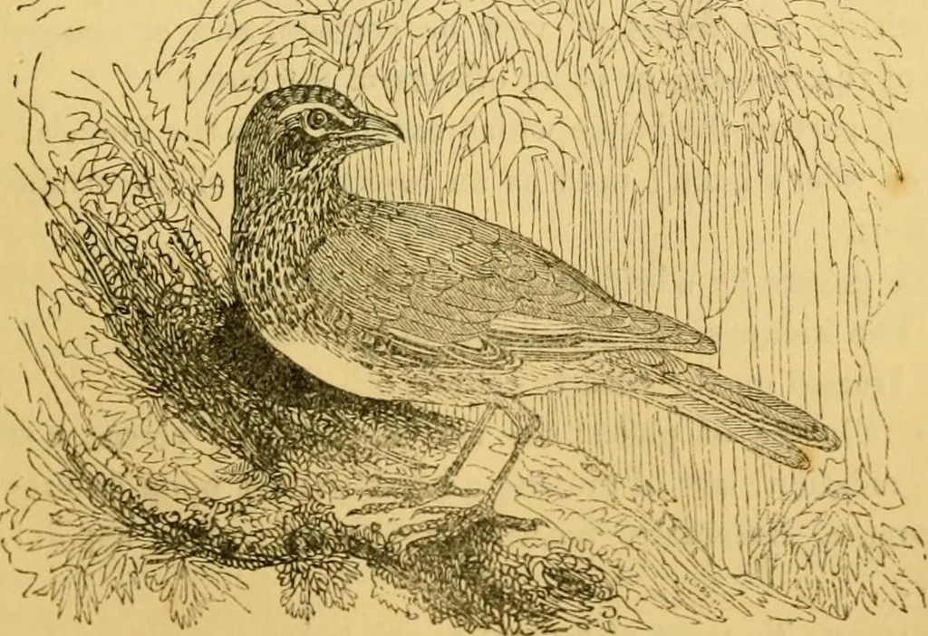 An illustration from The field book : or, Sports and pastimes of the United kingdom ; compiled from the best authorities, ancient and modern, 1833, leaf 445