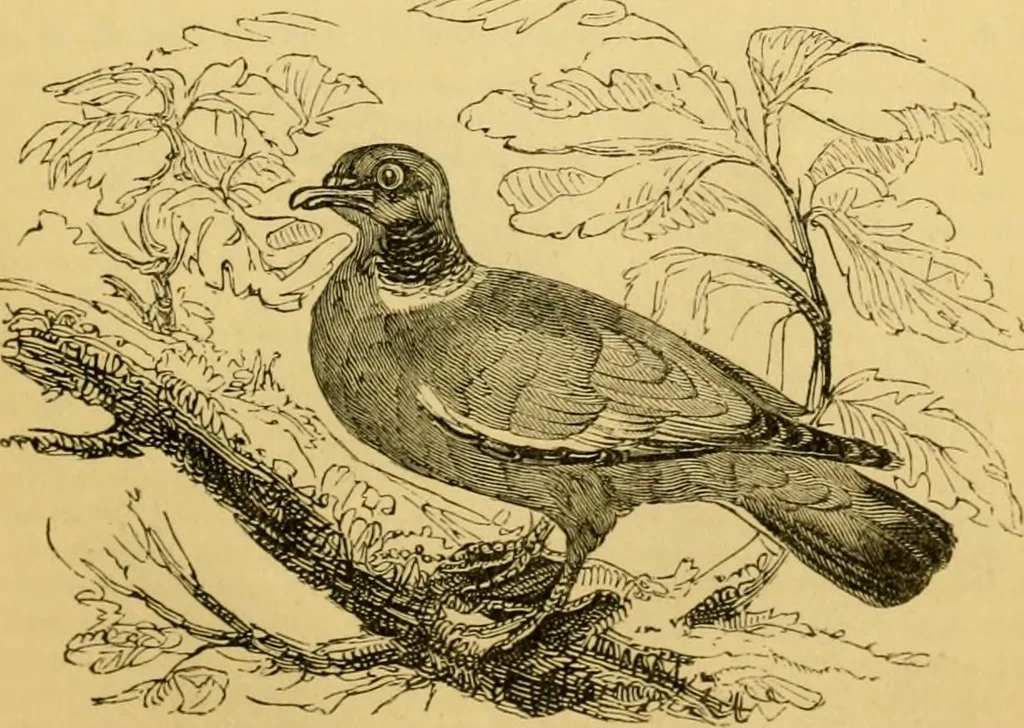 An illustration from The field book : or, Sports and pastimes of the United kingdom ; compiled from the best authorities, ancient and modern, 1833, leaf 455
