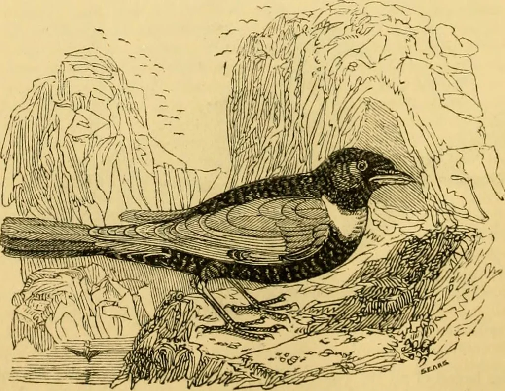 An illustration from The field book : or, Sports and pastimes of the United kingdom ; compiled from the best authorities, ancient and modern, 1833, leaf 456