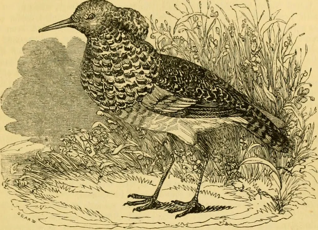 An illustration from The field book : or, Sports and pastimes of the United kingdom ; compiled from the best authorities, ancient and modern, 1833, leaf 467