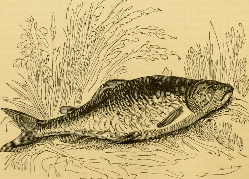 An illustration from The field book : or, Sports and pastimes of the United kingdom ; compiled from the best authorities, ancient and modern, 1833, leaf 476
