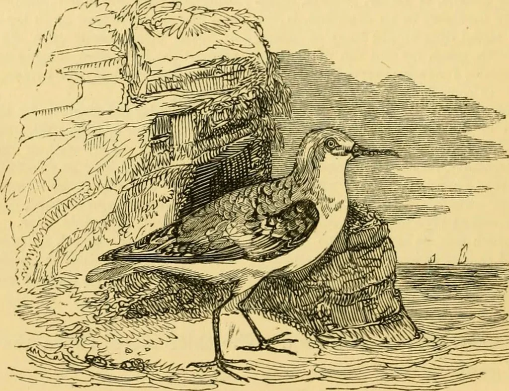 An illustration from The field book : or, Sports and pastimes of the United kingdom ; compiled from the best authorities, ancient and modern, 1833, leaf 478