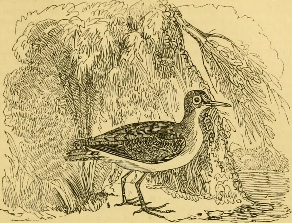 An illustration from The field book : or, Sports and pastimes of the United kingdom ; compiled from the best authorities, ancient and modern, 1833, leaf 479