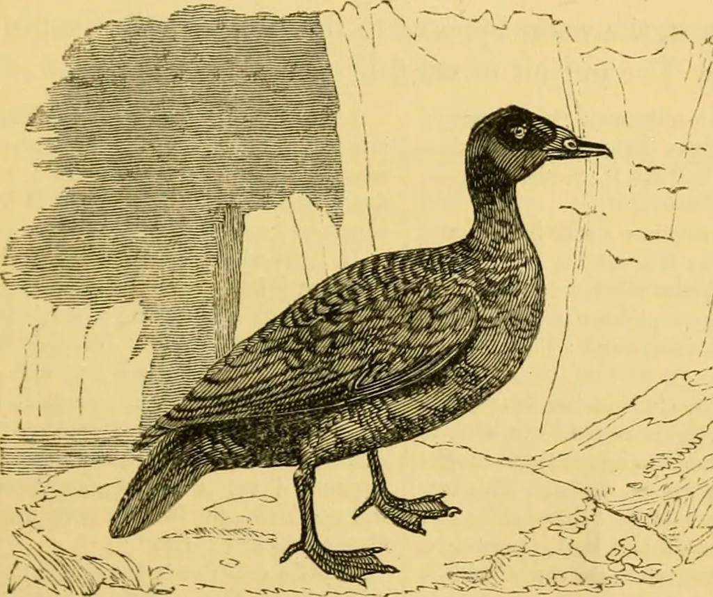 An illustration from The field book : or, Sports and pastimes of the United kingdom ; compiled from the best authorities, ancient and modern, 1833, leaf 485