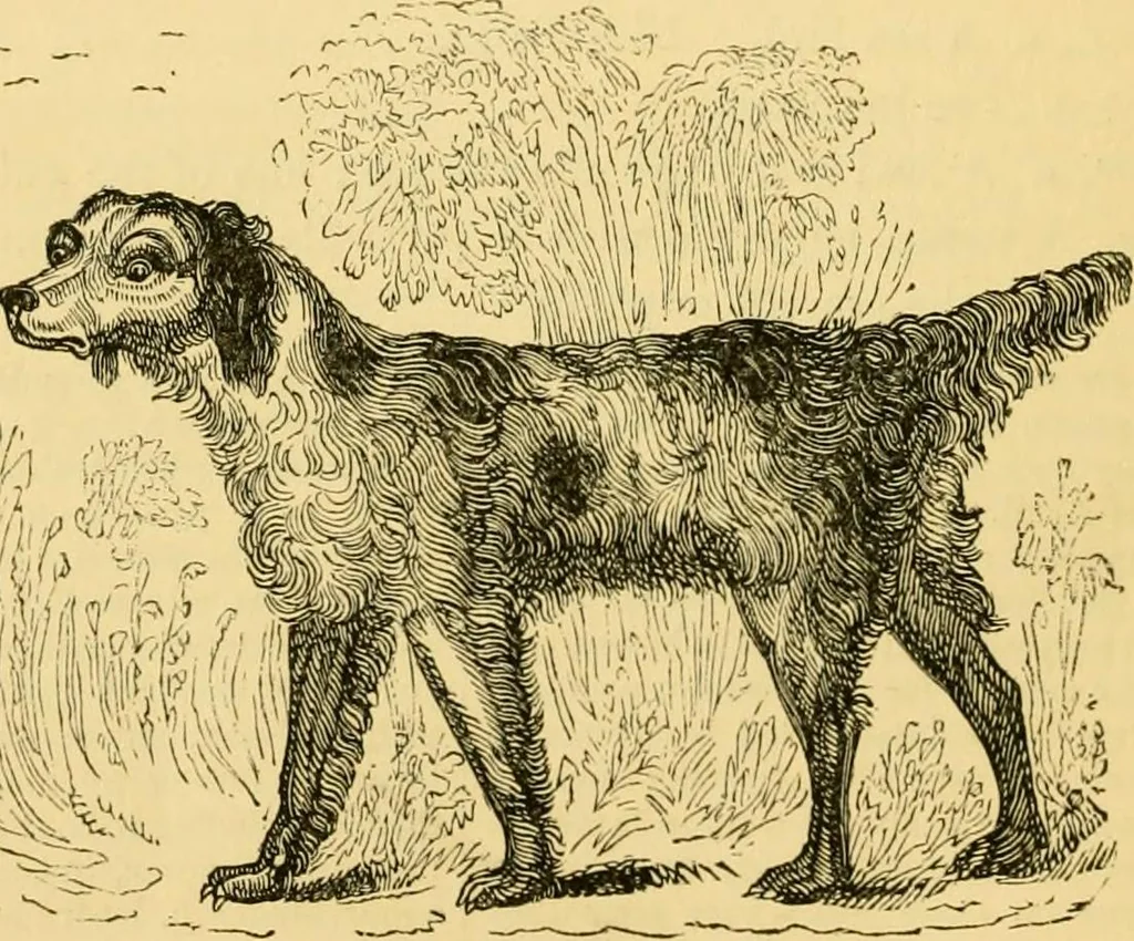 An illustration from The field book : or, Sports and pastimes of the United kingdom ; compiled from the best authorities, ancient and modern, 1833, leaf 488
