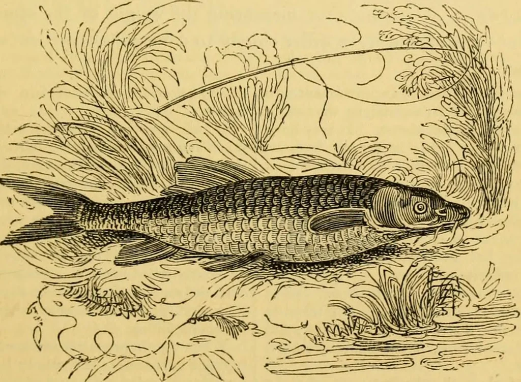 An illustration from The field book : or, Sports and pastimes of the United kingdom ; compiled from the best authorities, ancient and modern, 1833, leaf 49