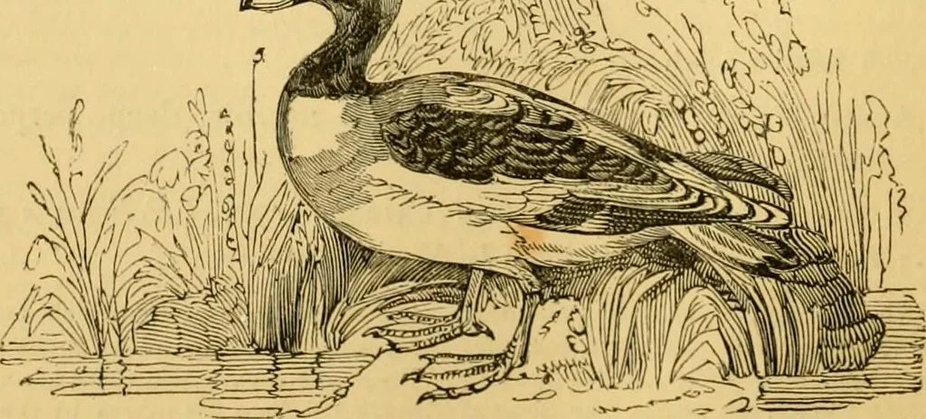 An illustration from The field book : or, Sports and pastimes of the United kingdom ; compiled from the best authorities, ancient and modern, 1833, leaf 490
