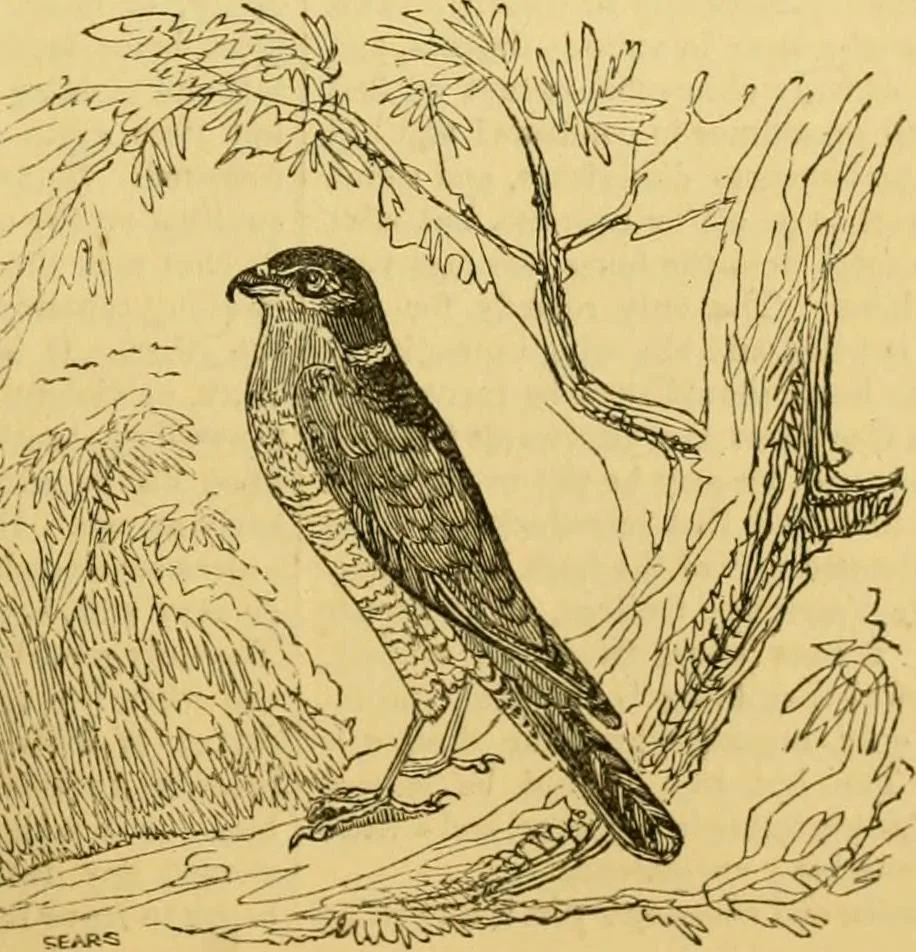 An illustration from The field book : or, Sports and pastimes of the United kingdom ; compiled from the best authorities, ancient and modern, 1833, leaf 513