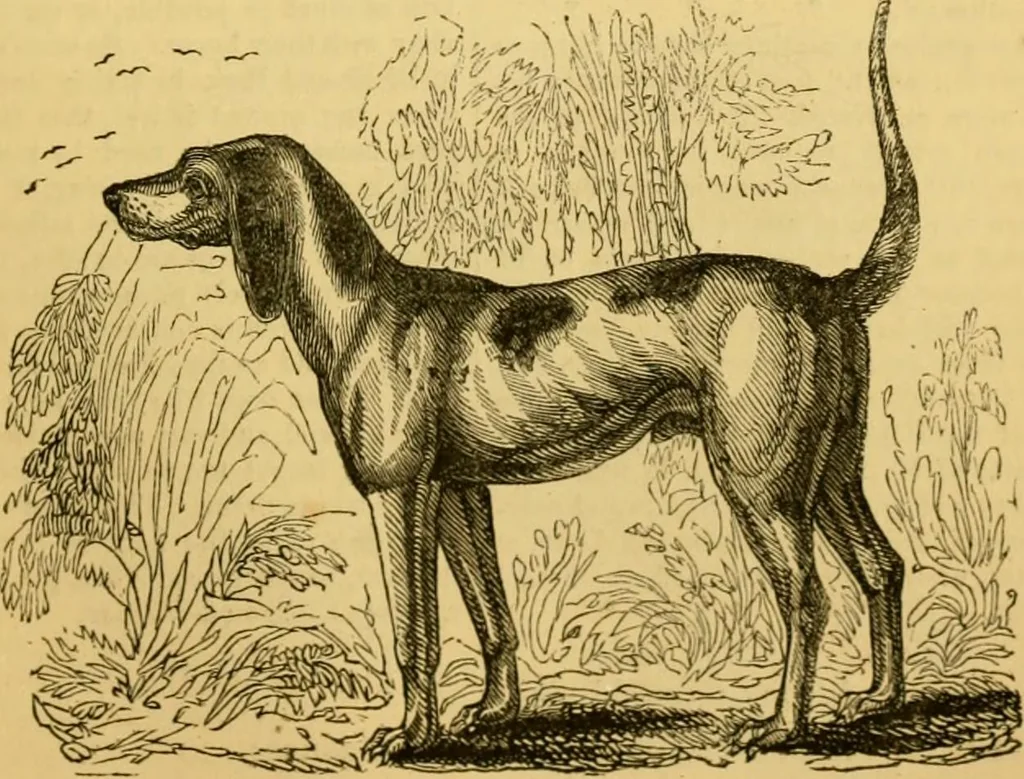 An illustration from The field book : or, Sports and pastimes of the United kingdom ; compiled from the best authorities, ancient and modern, 1833, leaf 525