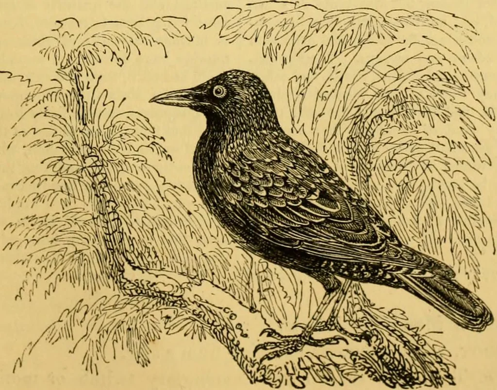 An illustration from The field book : or, Sports and pastimes of the United kingdom ; compiled from the best authorities, ancient and modern, 1833, leaf 527