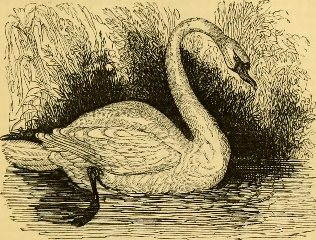 An illustration from The field book : or, Sports and pastimes of the United kingdom ; compiled from the best authorities, ancient and modern, 1833, leaf 541