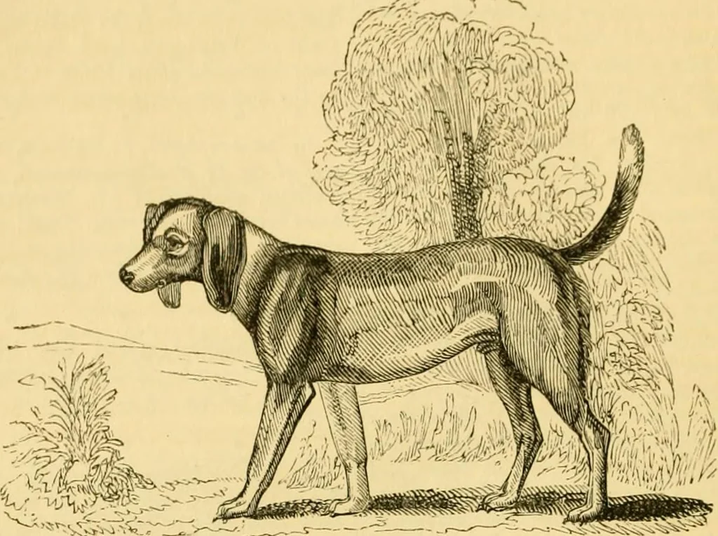 An illustration from The field book : or, Sports and pastimes of the United kingdom ; compiled from the best authorities, ancient and modern, 1833, leaf 56
