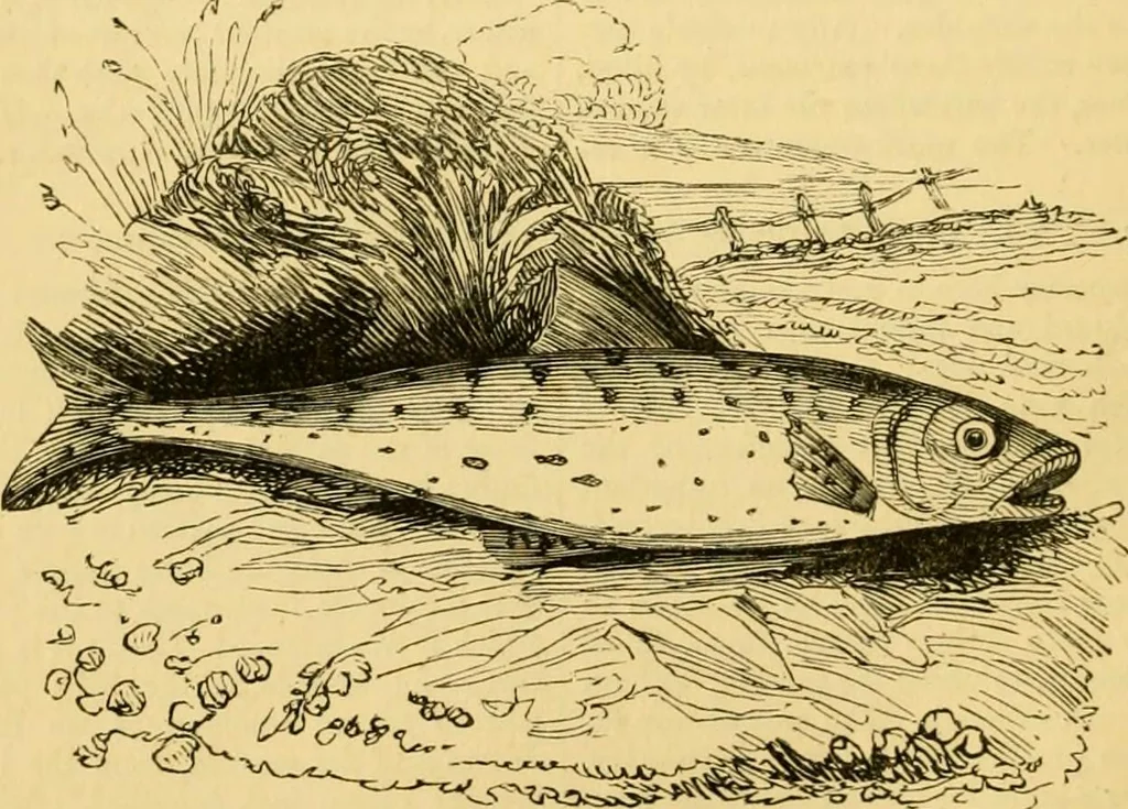An illustration from The field book : or, Sports and pastimes of the United kingdom ; compiled from the best authorities, ancient and modern, 1833, leaf 566
