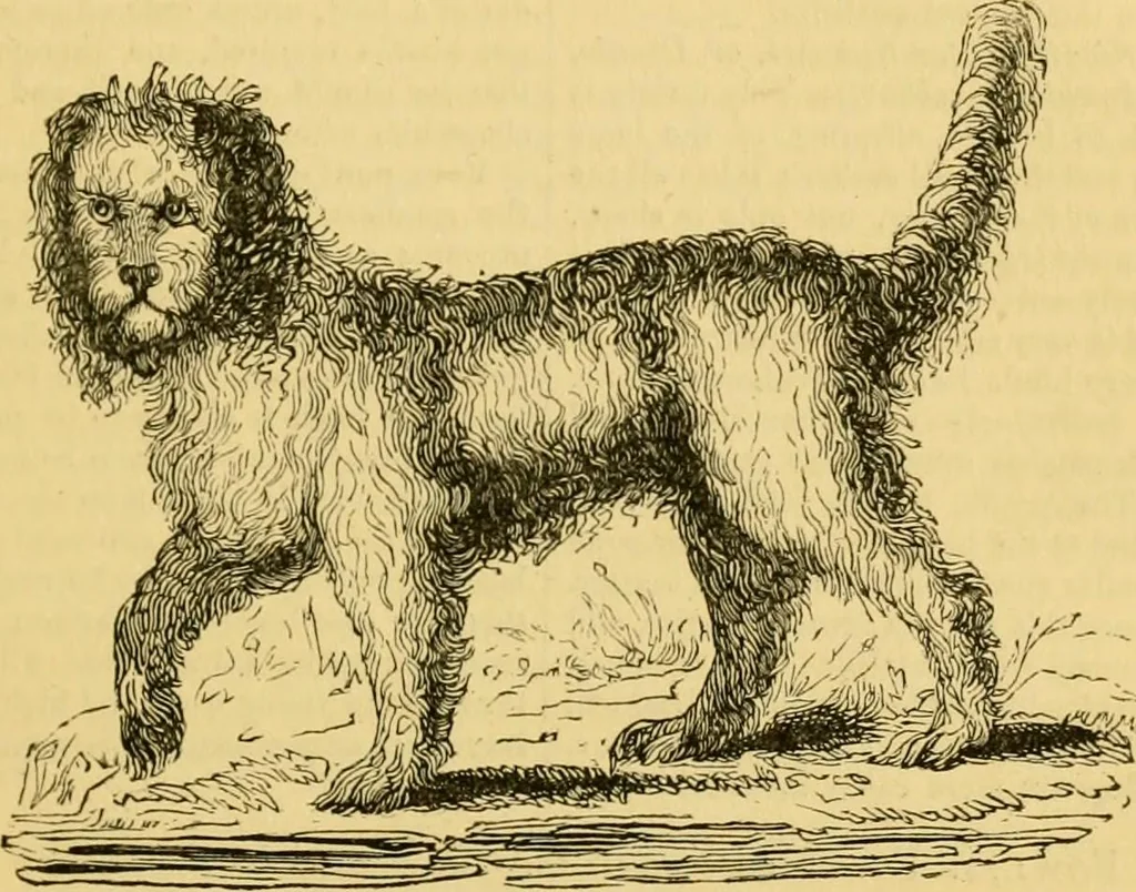 An illustration from The field book : or, Sports and pastimes of the United kingdom ; compiled from the best authorities, ancient and modern, 1833, leaf 583