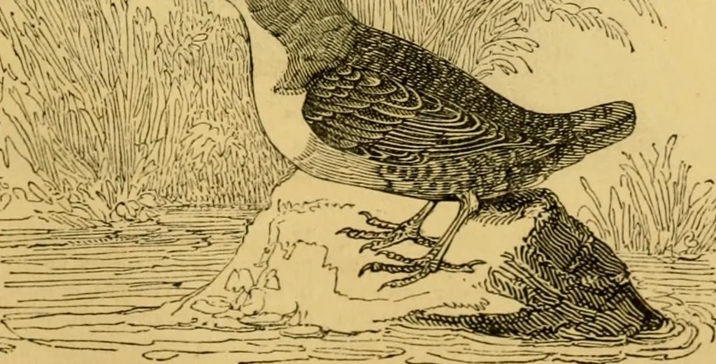 An illustration from The field book : or, Sports and pastimes of the United kingdom ; compiled from the best authorities, ancient and modern, 1833, leaf 585