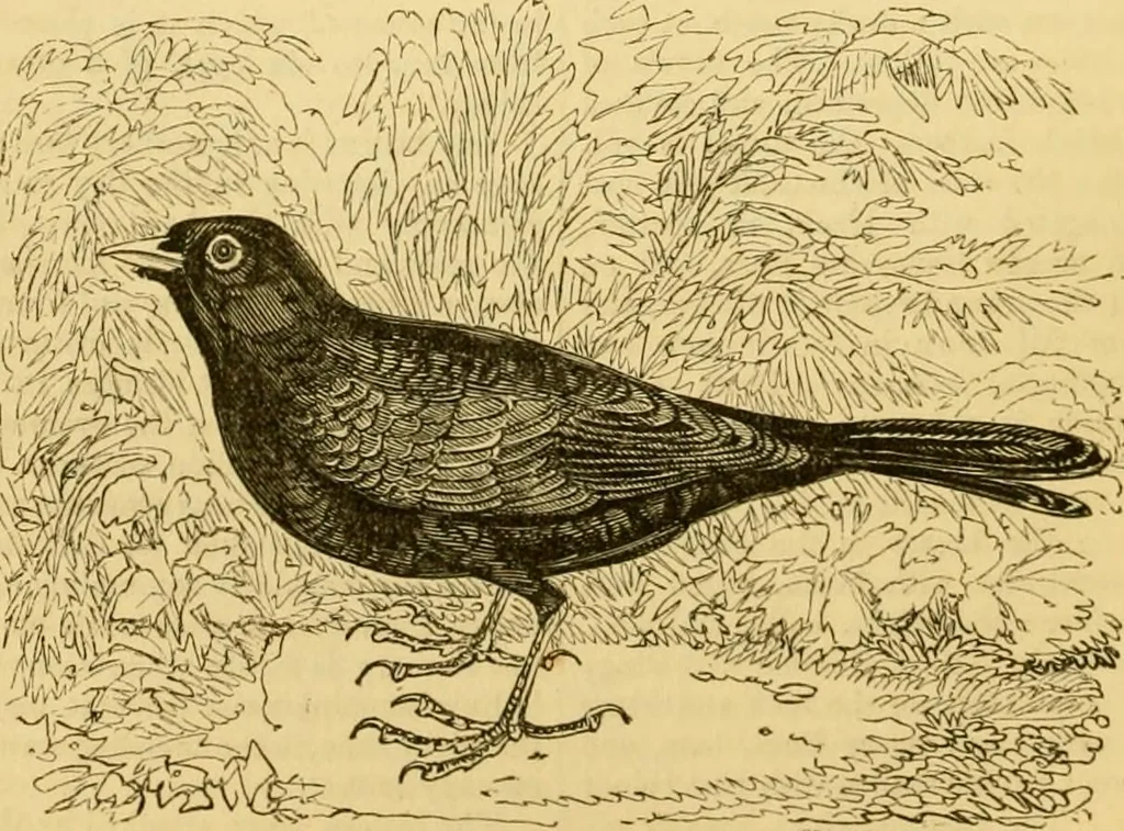 An illustration from The field book : or, Sports and pastimes of the United kingdom ; compiled from the best authorities, ancient and modern, 1833, leaf 72