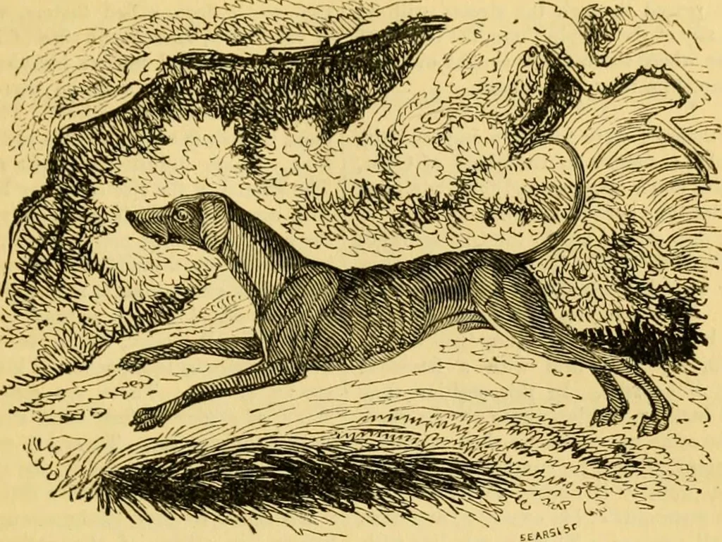 An illustration from The field book : or, Sports and pastimes of the United kingdom ; compiled from the best authorities, ancient and modern, 1833, leaf 79