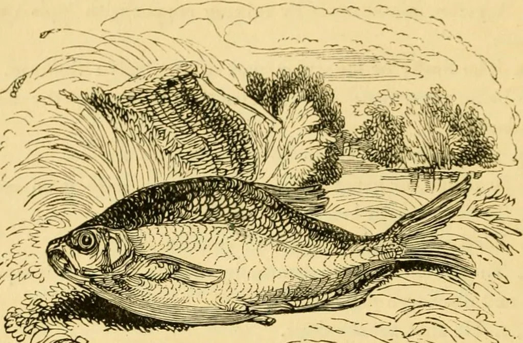 An illustration from The field book : or, Sports and pastimes of the United kingdom ; compiled from the best authorities, ancient and modern, 1833, leaf 86