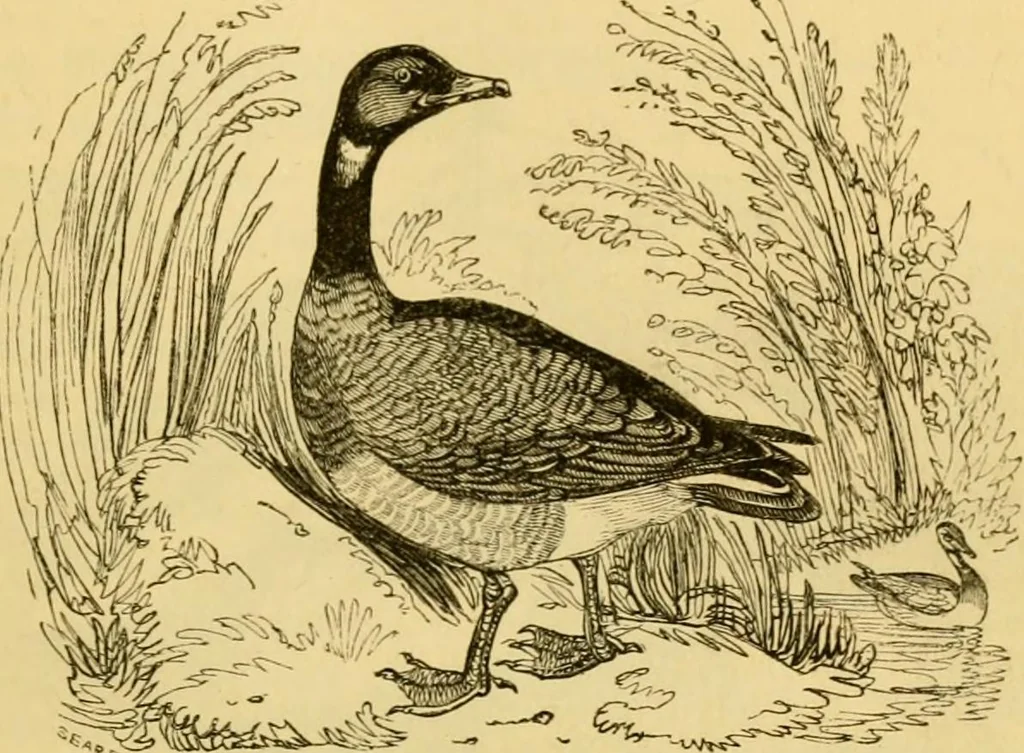 An illustration from The field book : or, Sports and pastimes of the United kingdom ; compiled from the best authorities, ancient and modern, 1833, leaf 89