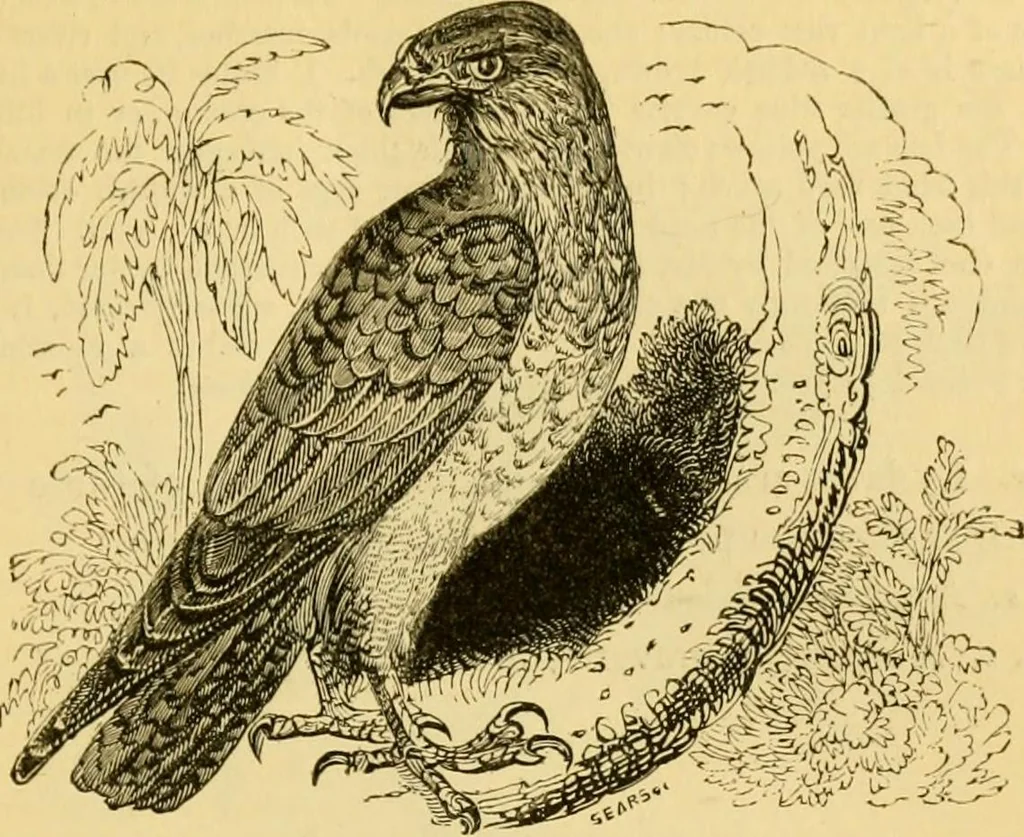An illustration from The field book : or, Sports and pastimes of the United kingdom ; compiled from the best authorities, ancient and modern, 1833, leaf 99