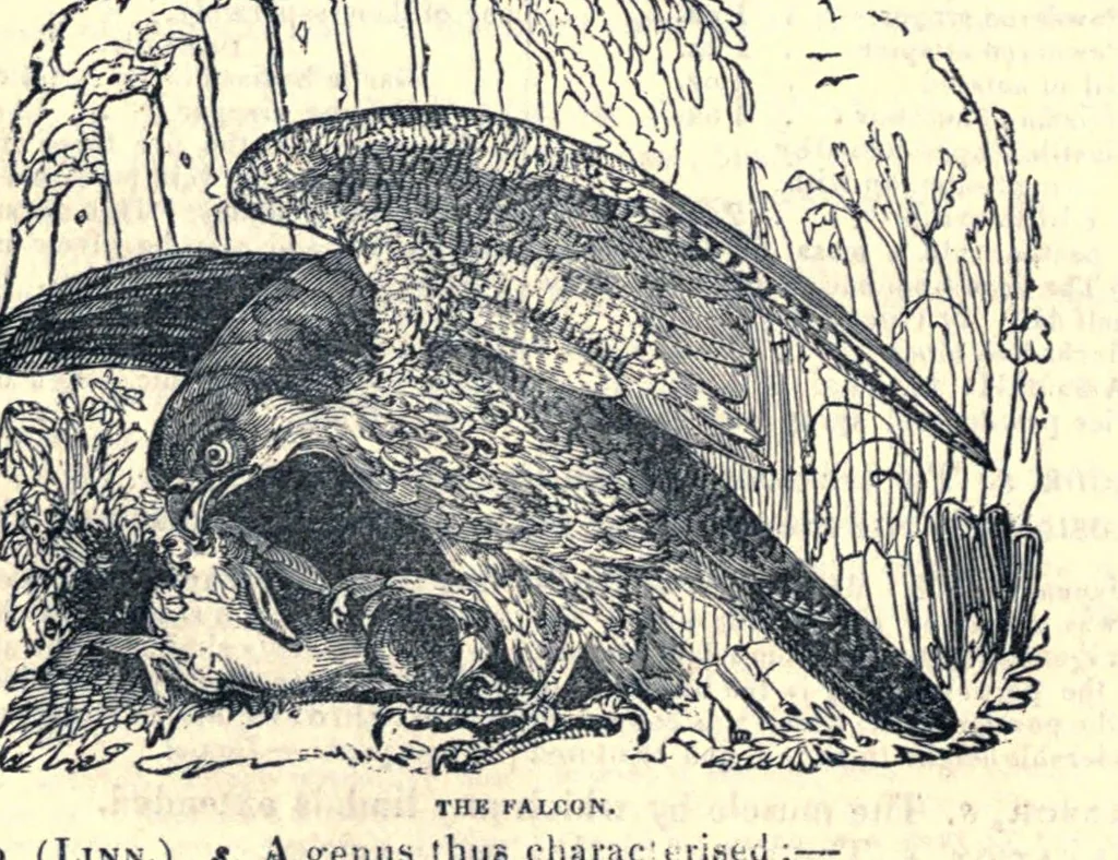 An illustration from The field book : or sports and pastimes of the British islands, leaf 176