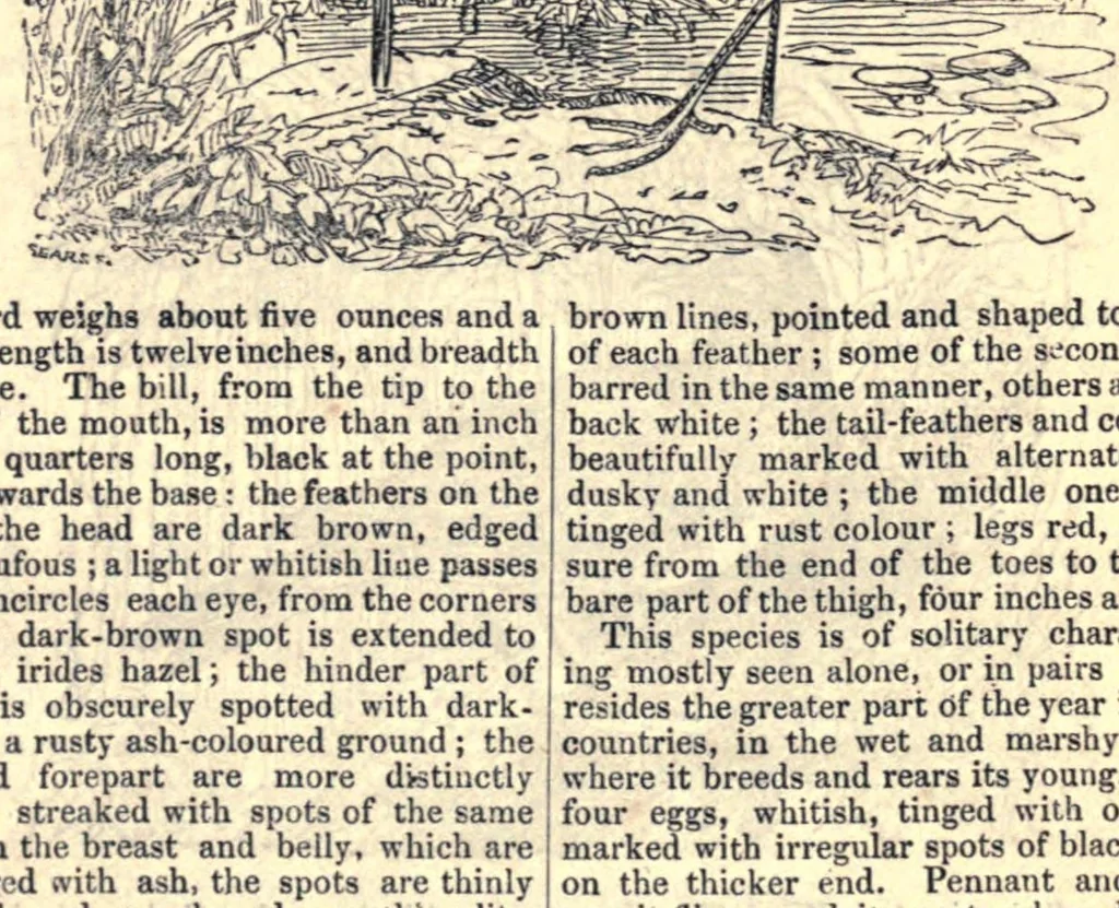 An illustration from The field book : or sports and pastimes of the British islands, leaf 407