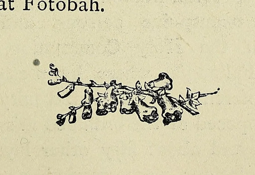 An illustration from Fifty years in Western Africa: being a record of the work of the West Indian Church on the banks of the Rio Pongo, 1900, leaf 121