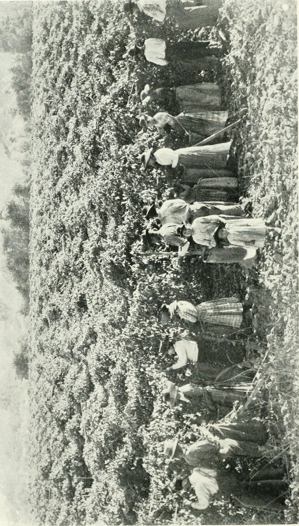 An illustration from Fifty years of Odd Fellowship in California : commemorating the founding of the Order by the instituting of California Lodge No. 1, on September ninth, eighteen hundred and forty-nine, 1899, leaf 184