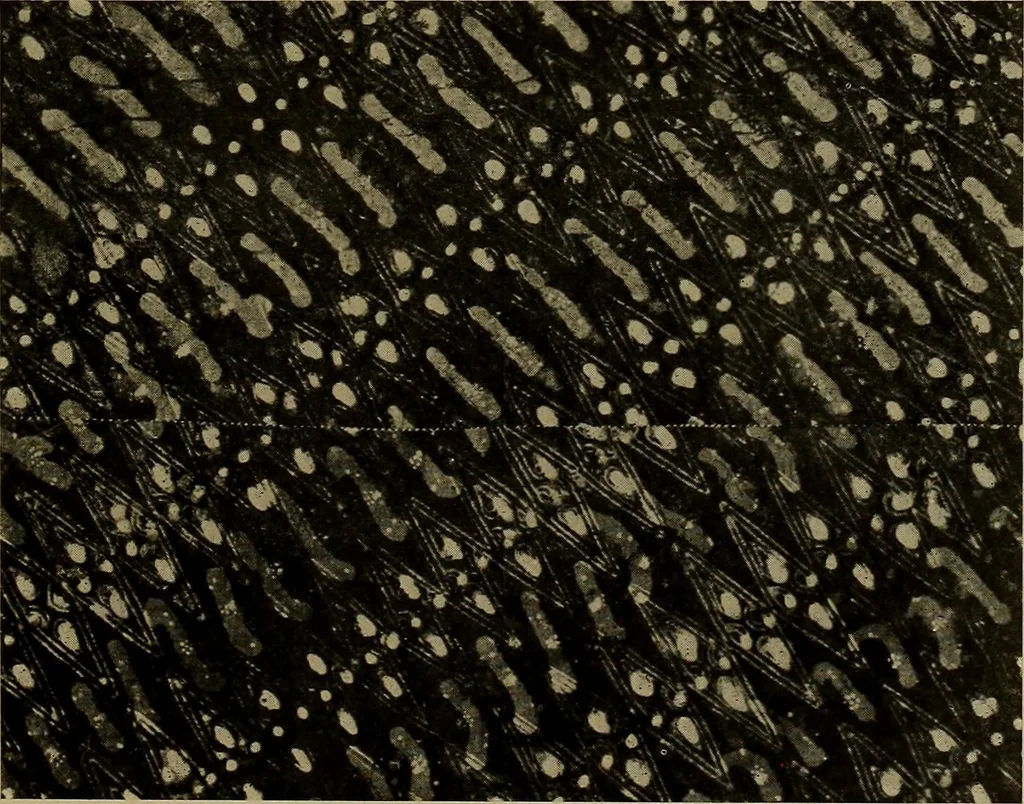 An illustration from First lessons in batik; a handbook in batik, tie-dyeing and all pattern dyeing, 1921, leaf 59