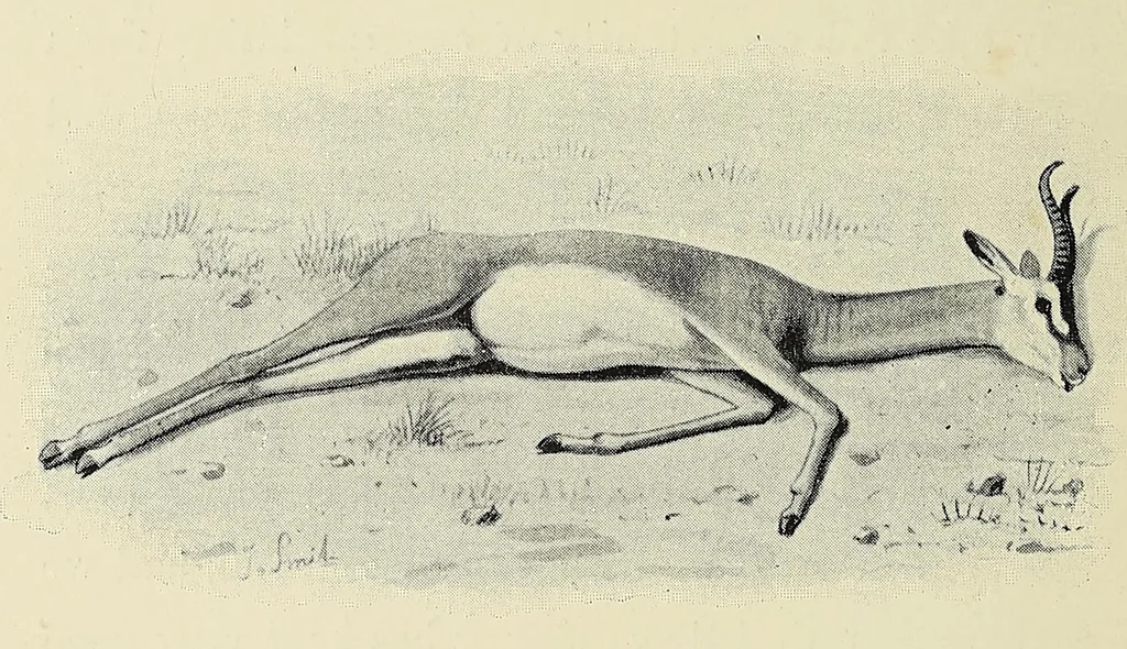 An illustration from Five months' sport in Somali land, 1894, leaf 112