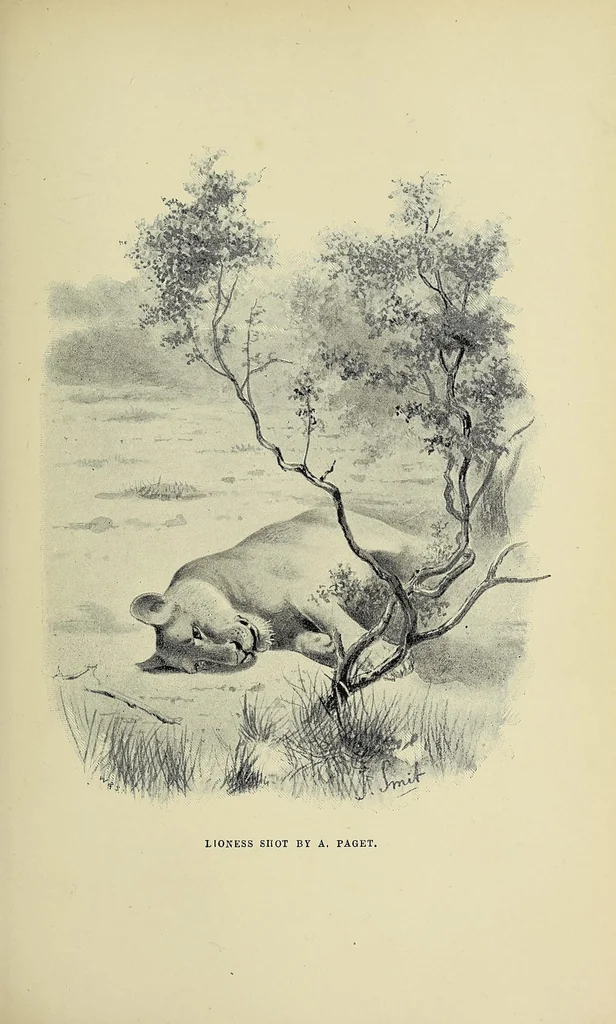 An illustration from Five months' sport in Somali land, 1894, leaf 53