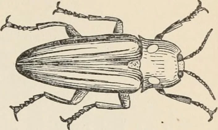 An illustration from Flame, electricity and the camera; man's progress from the first kindling of fire to the wireless telegraph and the photography of color, 1900, leaf 162