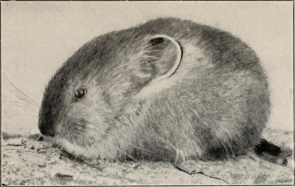 An illustration from Flame, electricity and the camera; man's progress from the first kindling of fire to the wireless telegraph and the photography of color, 1900, leaf 351