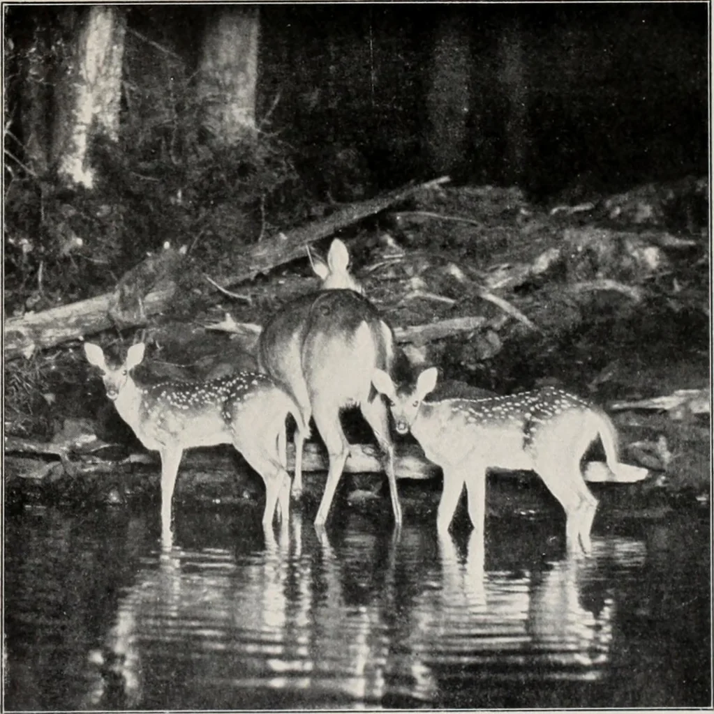 An illustration from Flame, electricity and the camera; man's progress from the first kindling of fire to the wireless telegraph and the photography of color, 1900, leaf 351