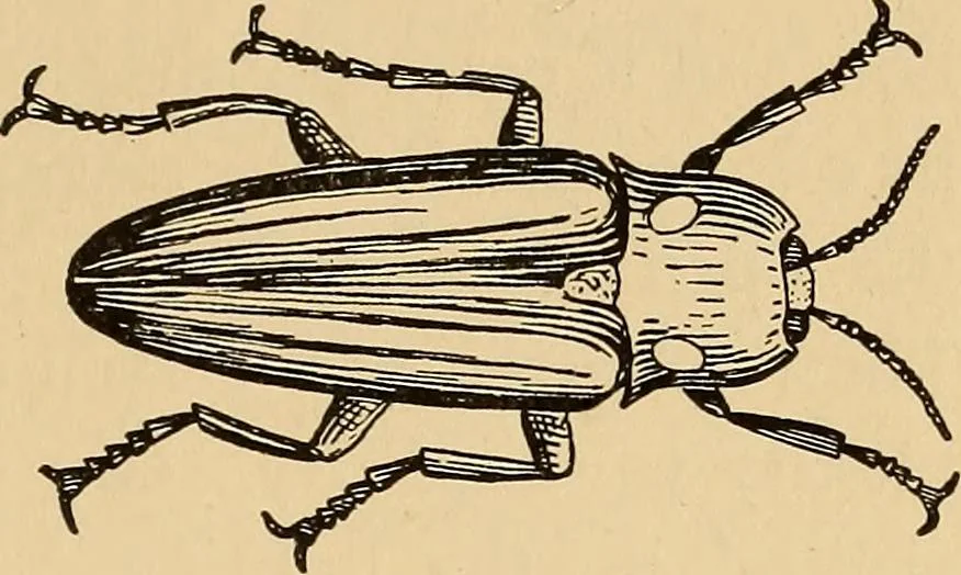An illustration from Flame, electricity and the camera; man's progress from the first kindling of fire to the wireless telegraph and the photography of color, 1901, leaf 161