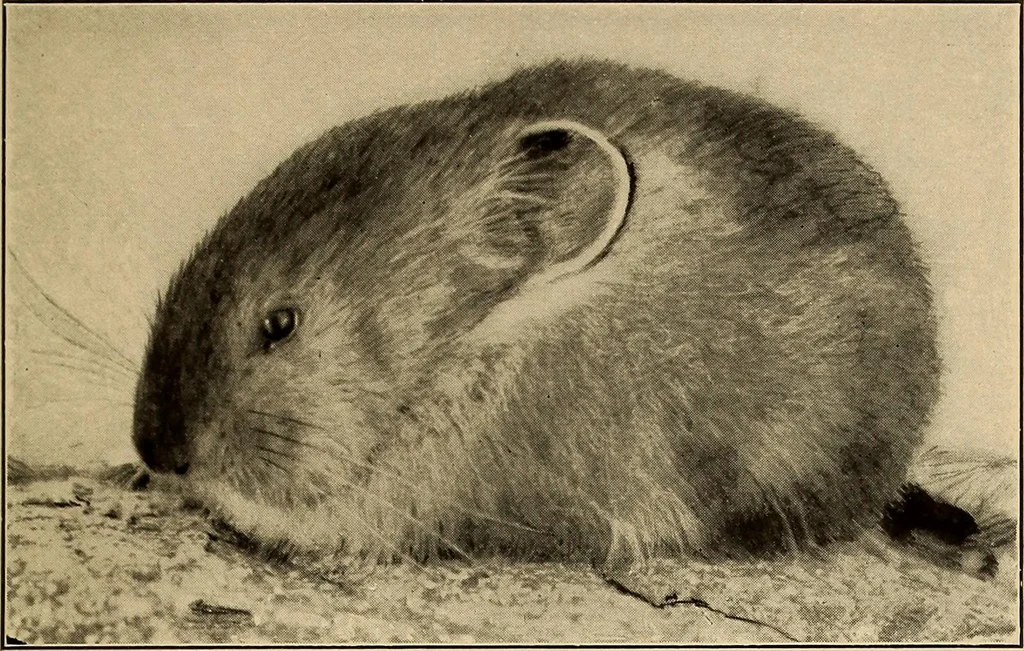 An illustration from Flame, electricity and the camera; man's progress from the first kindling of fire to the wireless telegraph and the photography of color, 1901, leaf 349