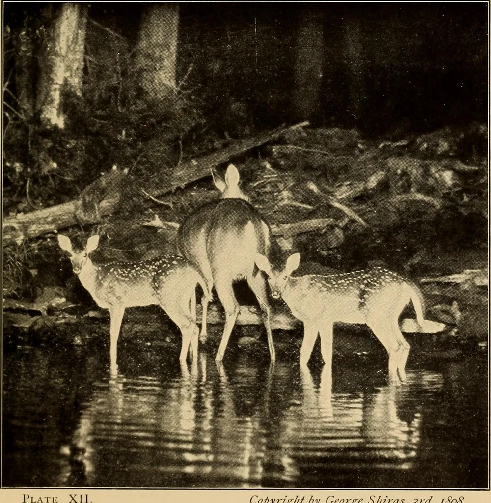 An illustration from Flame, electricity and the camera; man's progress from the first kindling of fire to the wireless telegraph and the photography of color, 1901, leaf 349