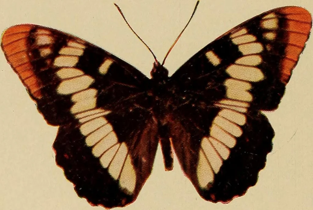 An illustration from Flame, electricity and the camera; man's progress from the first kindling of fire to the wireless telegraph and the photography of color, 1901, leaf 6