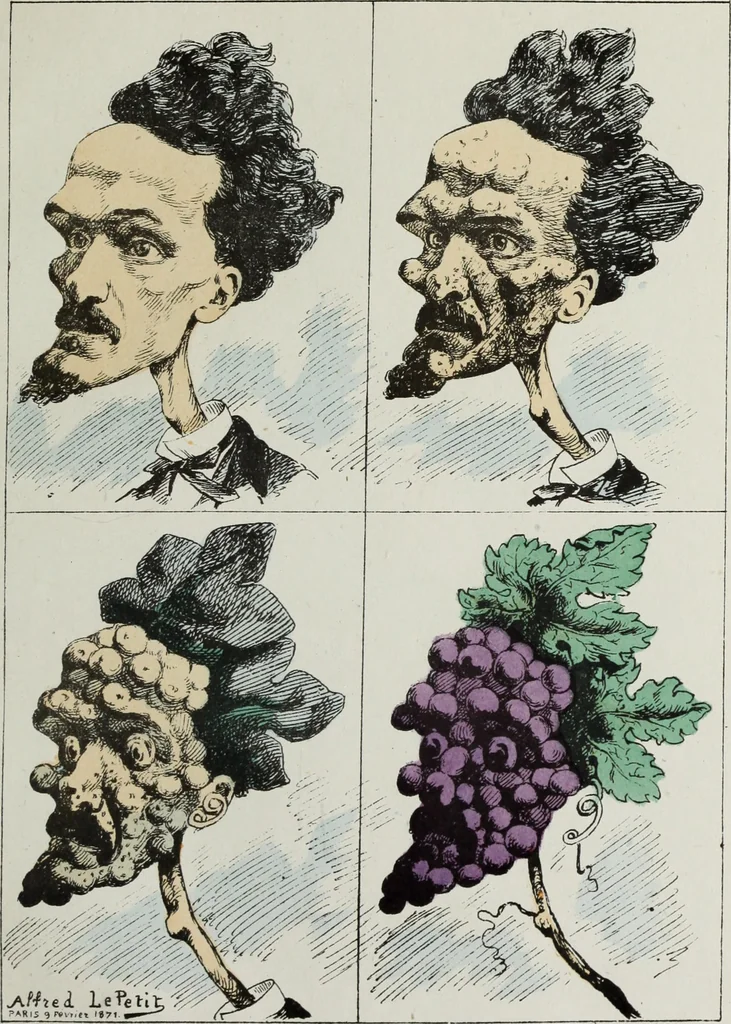 An illustration from Fleurs fruits & legumes du jour, 1871, leaf 36