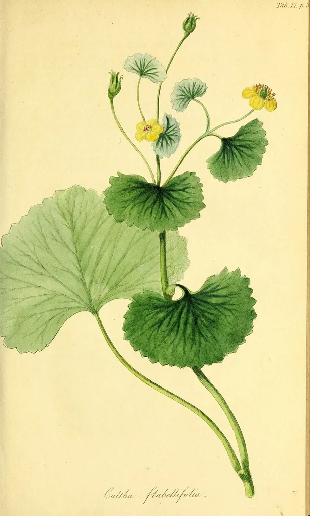 An illustration from Flora Americae Septentrionalis, or, A systematic arrangement and description of the plants of North America : containing, besides what have been described by preceding authors, many new and rare species, collected during twelve years travels and residence in that country, 1814, leaf 45